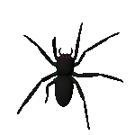 Gif animé, une araignée qui marche